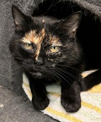 Enlarge Beans, a ADOPTABLE Domestic Short Hair in Cincinnati, OH image 1/1