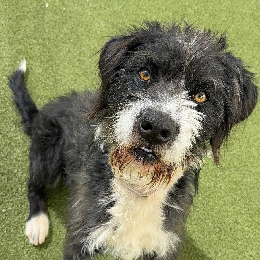 Enlarge Tux, a Adoptable mixed breed in Logan, UT image 1/2