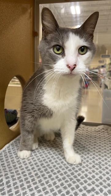 Enlarge Lyle, a ADOPTABLE Domestic Short Hair in Barrington Hills, IL image 2/5