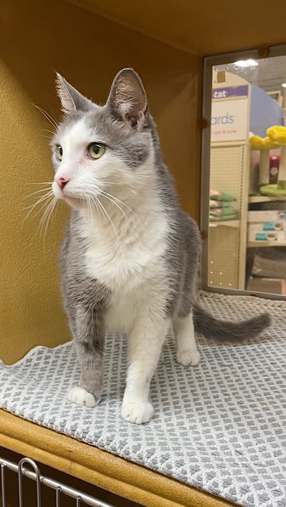 Enlarge Lyle, a ADOPTABLE Domestic Short Hair in Barrington Hills, IL image 5/5