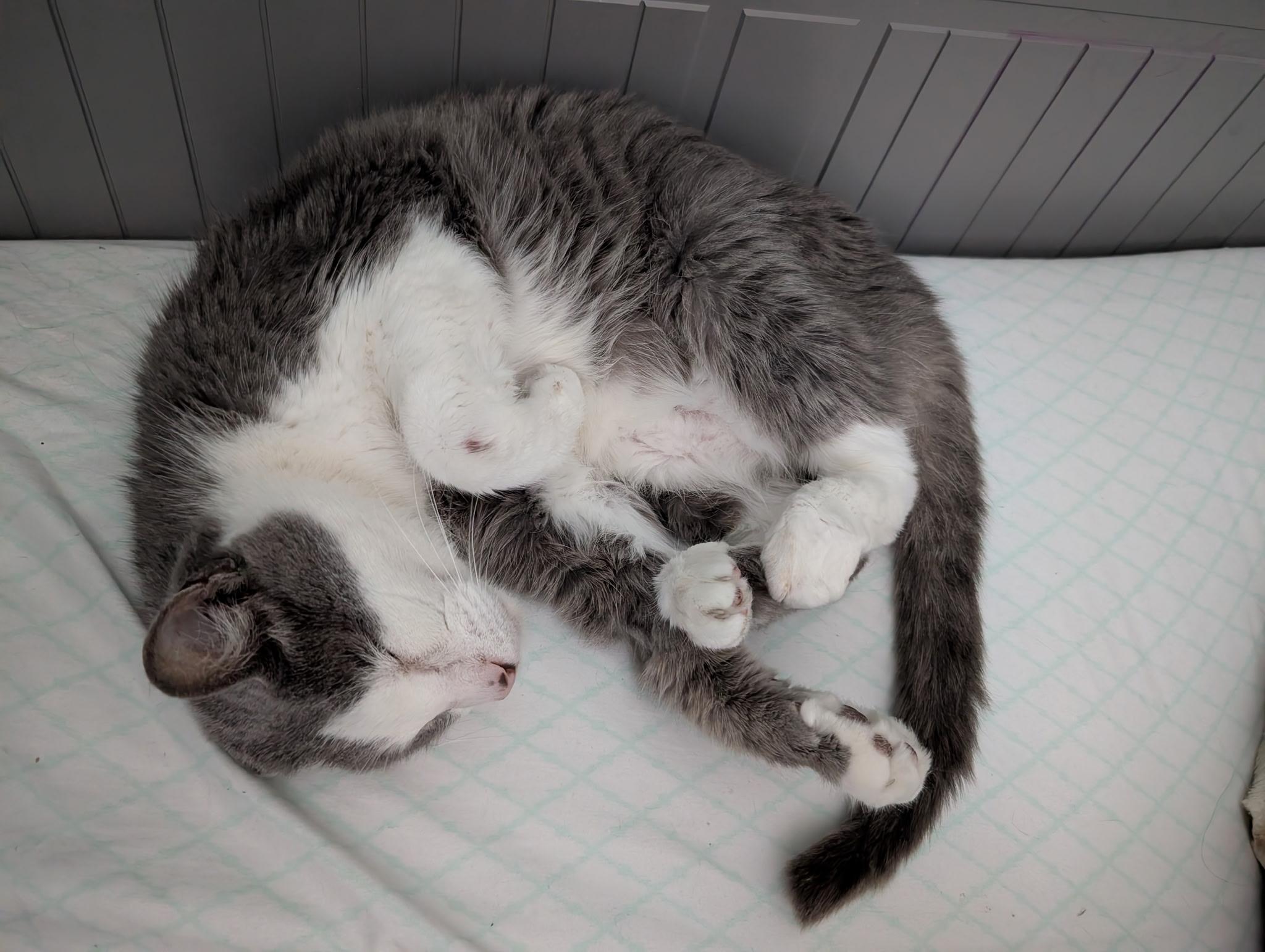 Enlarge Lyle, a ADOPTABLE Domestic Short Hair in Barrington Hills, IL image 4/5