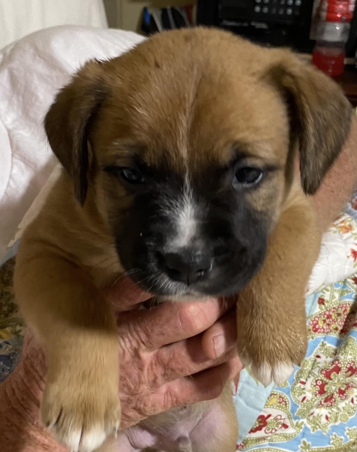 Enlarge Freddie, a ADOPTABLE mixed breed in Walker, LA image 2/3