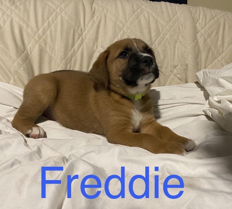 Freddie, ADOPTABLE, Puppy Male Labrador Retriever.