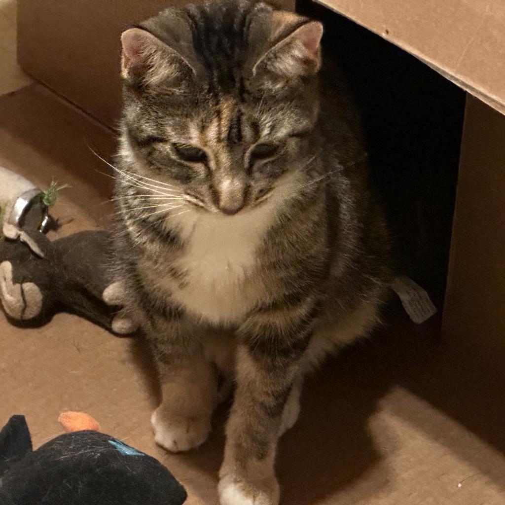 Mocha, Adoptable, Adult Female Domestic Short Hair.