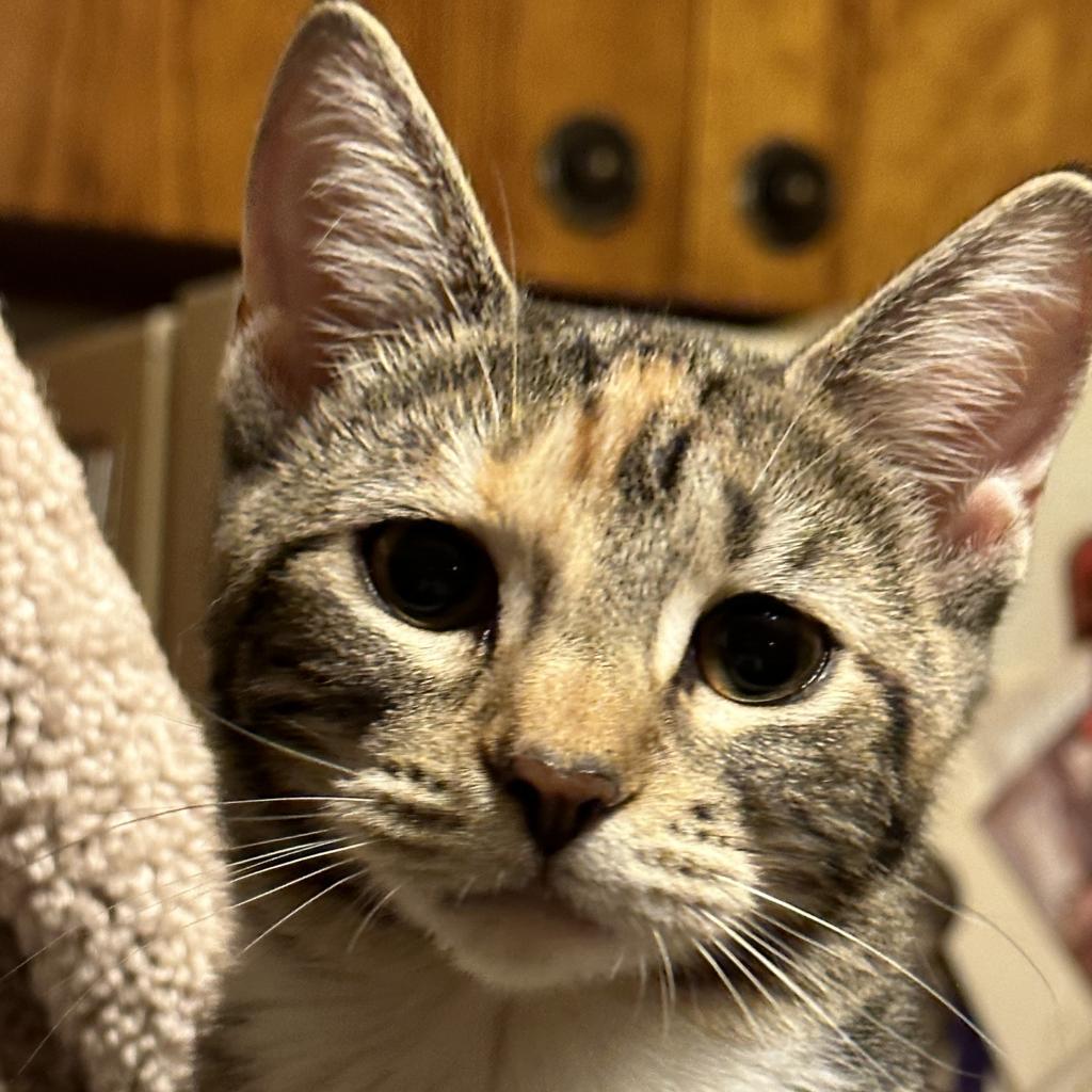 Mocha, a Adoptable Domestic Short Hair in Galesburg, IL image 2/4