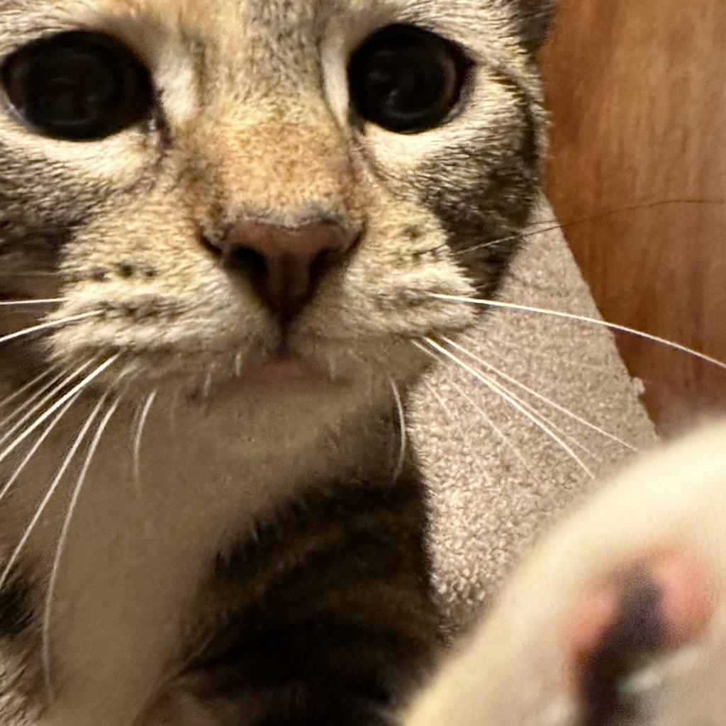 Mocha, a Adoptable Domestic Short Hair in Galesburg, IL image 4/4