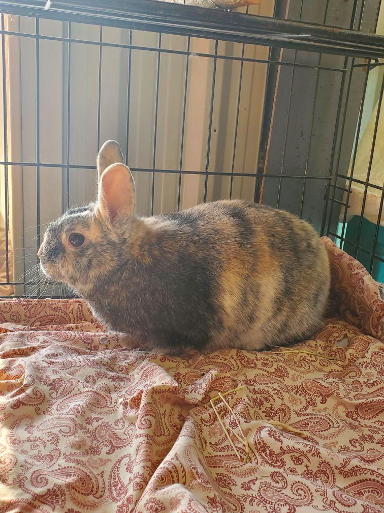 Enlarge Roxie, a ADOPTABLE Bunny Rabbit in Everett, ON image 2/4