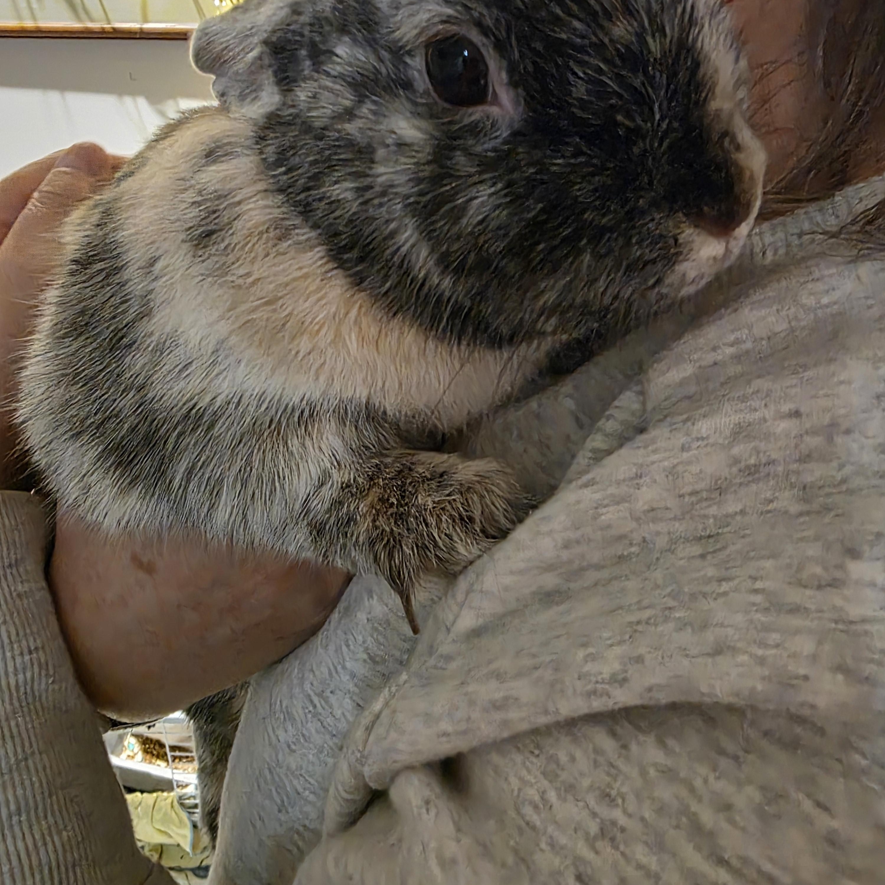 Enlarge Roxie, a ADOPTABLE Bunny Rabbit in Everett, ON image 2/5