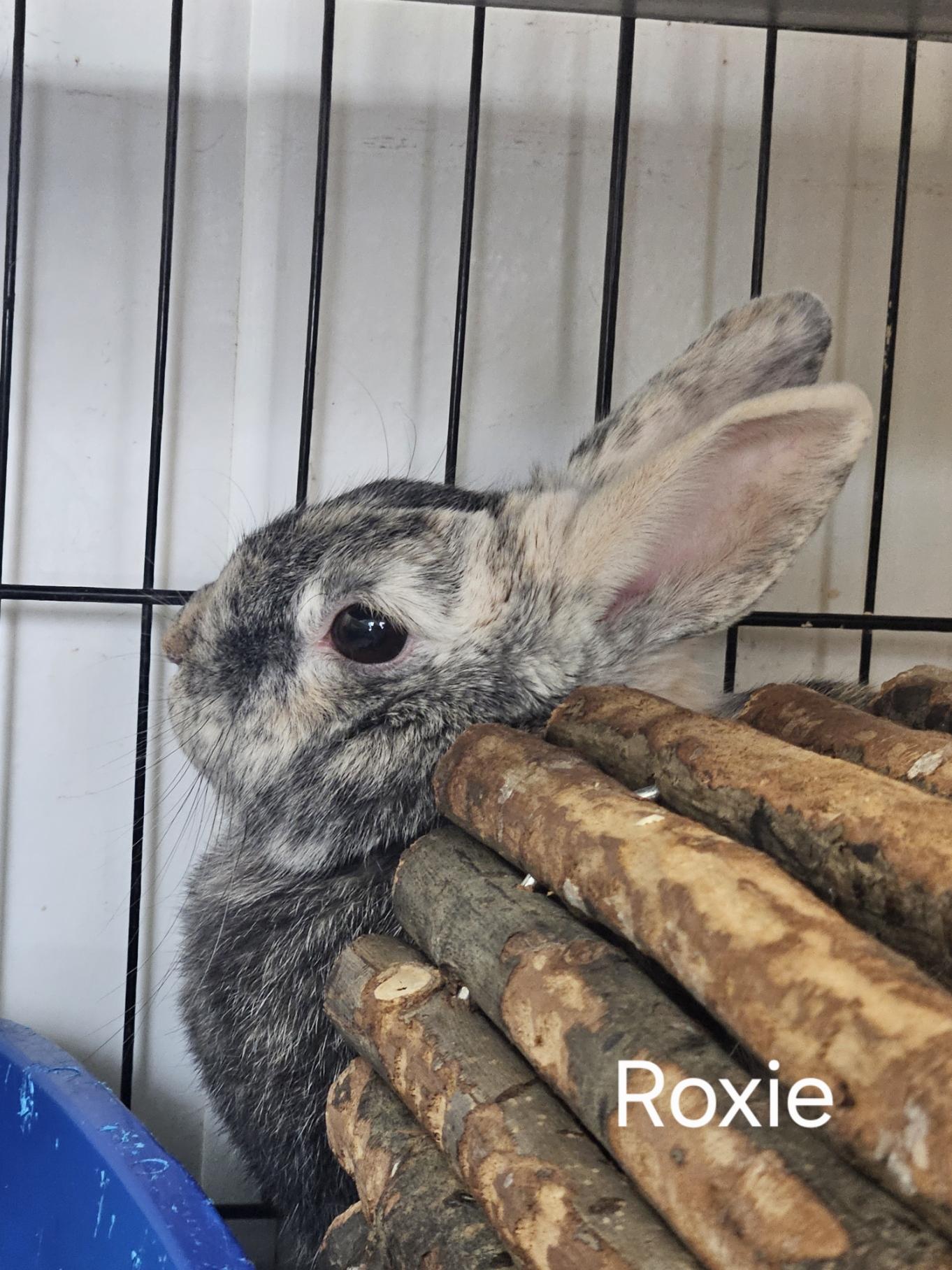 Roxie, ADOPTABLE, Adult Female Bunny Rabbit.