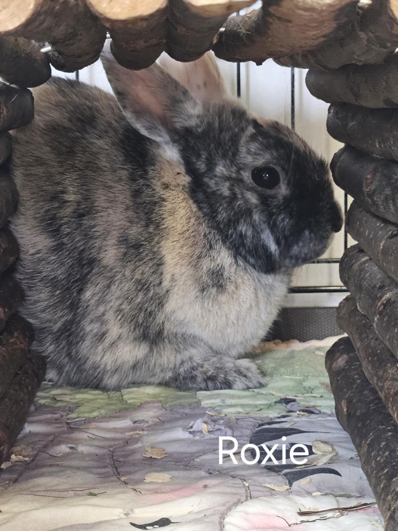 Enlarge Roxie, a ADOPTABLE Bunny Rabbit in Everett, ON image 3/4