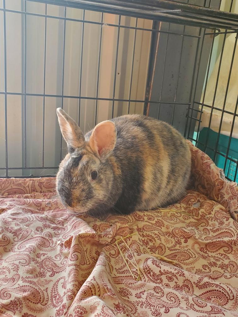 Enlarge Roxie, a ADOPTABLE Bunny Rabbit in Everett, ON image 4/4
