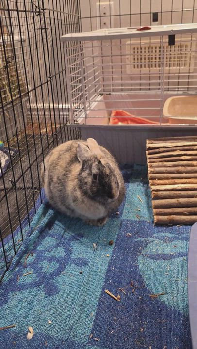 Enlarge Roxie, a ADOPTABLE Bunny Rabbit in Everett, ON video 6/6