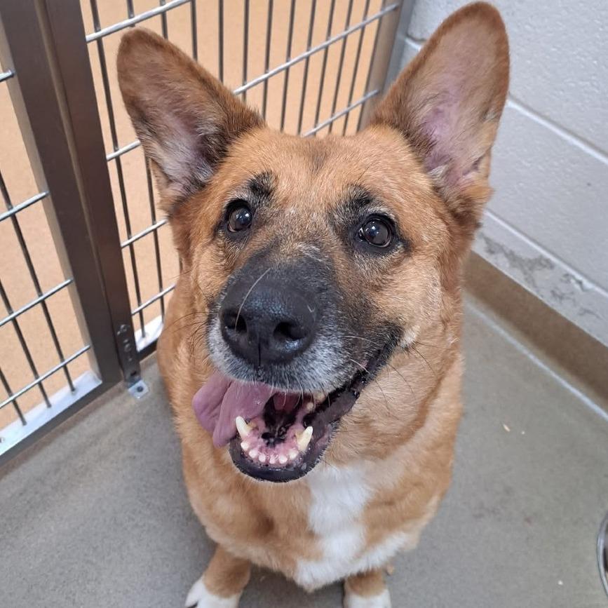 Melillo, Adoptable, Adult Female German Shepherd Dog.