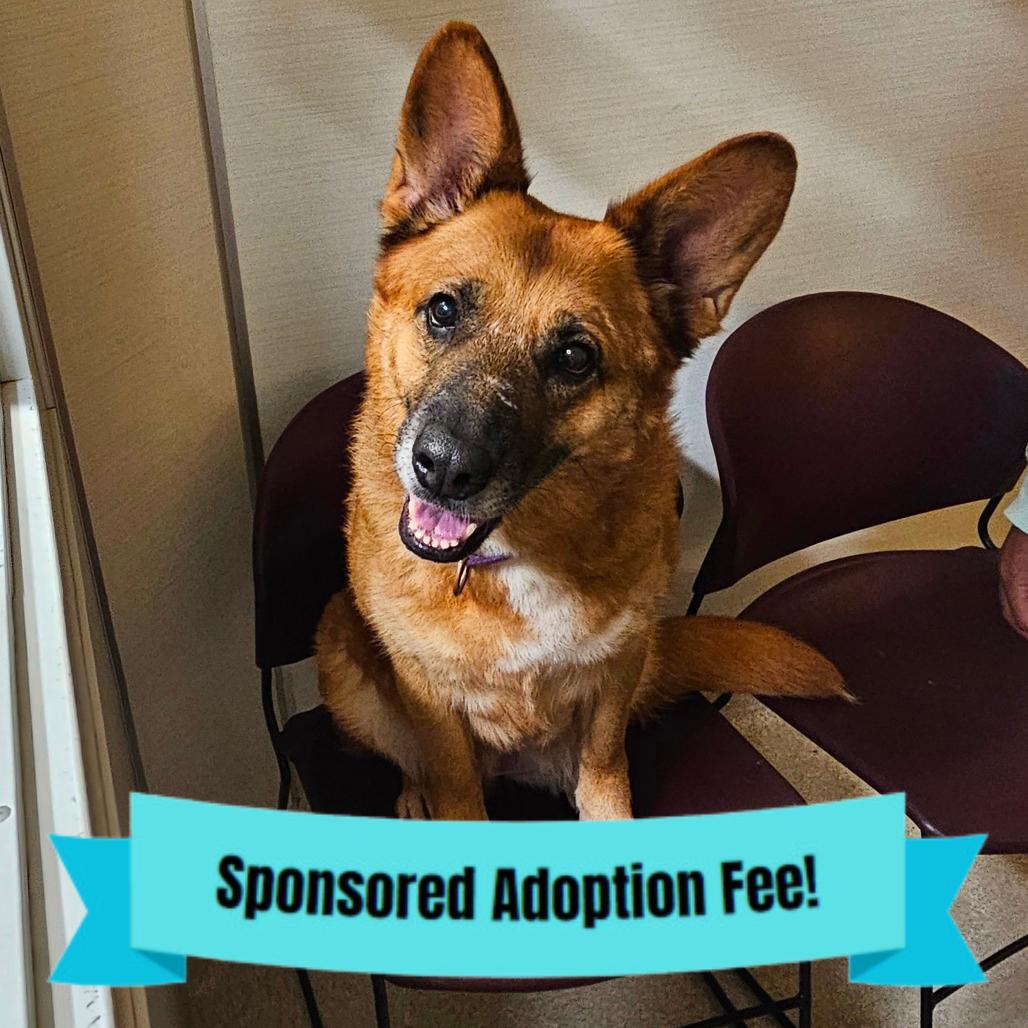 Enlarge Melillo, a Adoptable mixed breed in Novelty, OH image 2/6