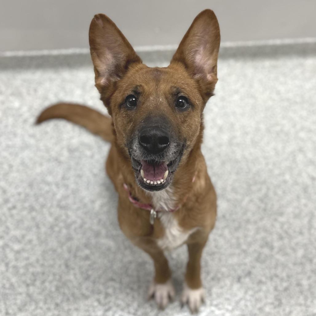 Enlarge Melillo, a Adoptable mixed breed in Novelty, OH image 3/6