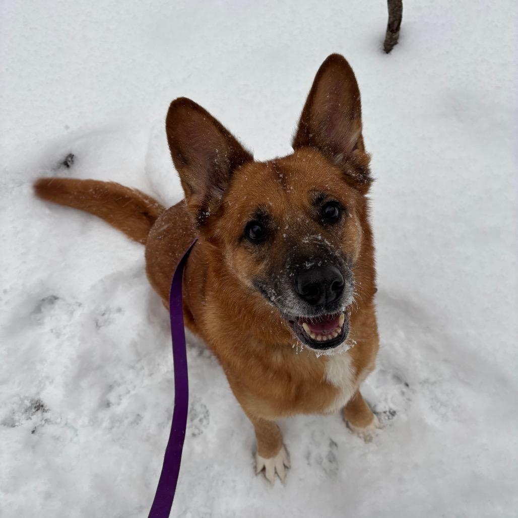 Enlarge Melillo, a Adoptable mixed breed in Novelty, OH image 4/6