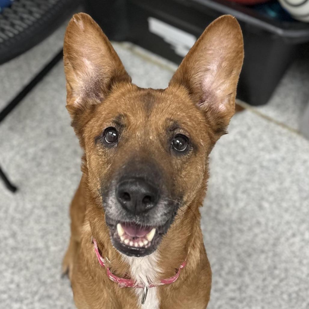 Enlarge Melillo, a Adoptable mixed breed in Novelty, OH image 5/6