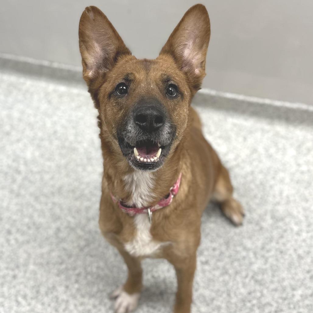 Enlarge Melillo, a Adoptable mixed breed in Novelty, OH image 6/6