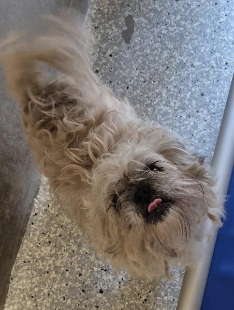 LUCY, Adoptable, Adult Female Shih Tzu.