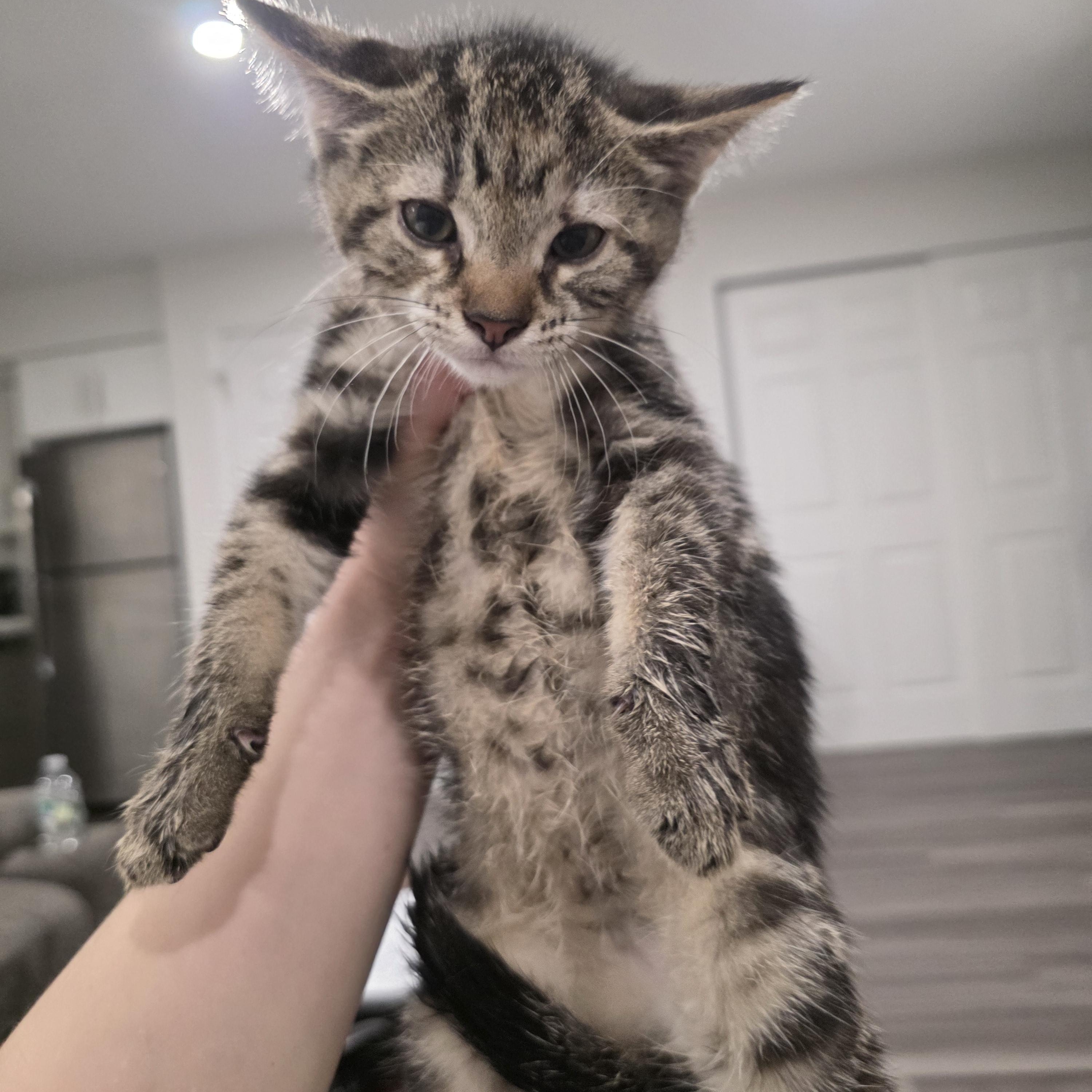 Ginny, ADOPTABLE, Kitten Female Domestic Short Hair & Torbie.