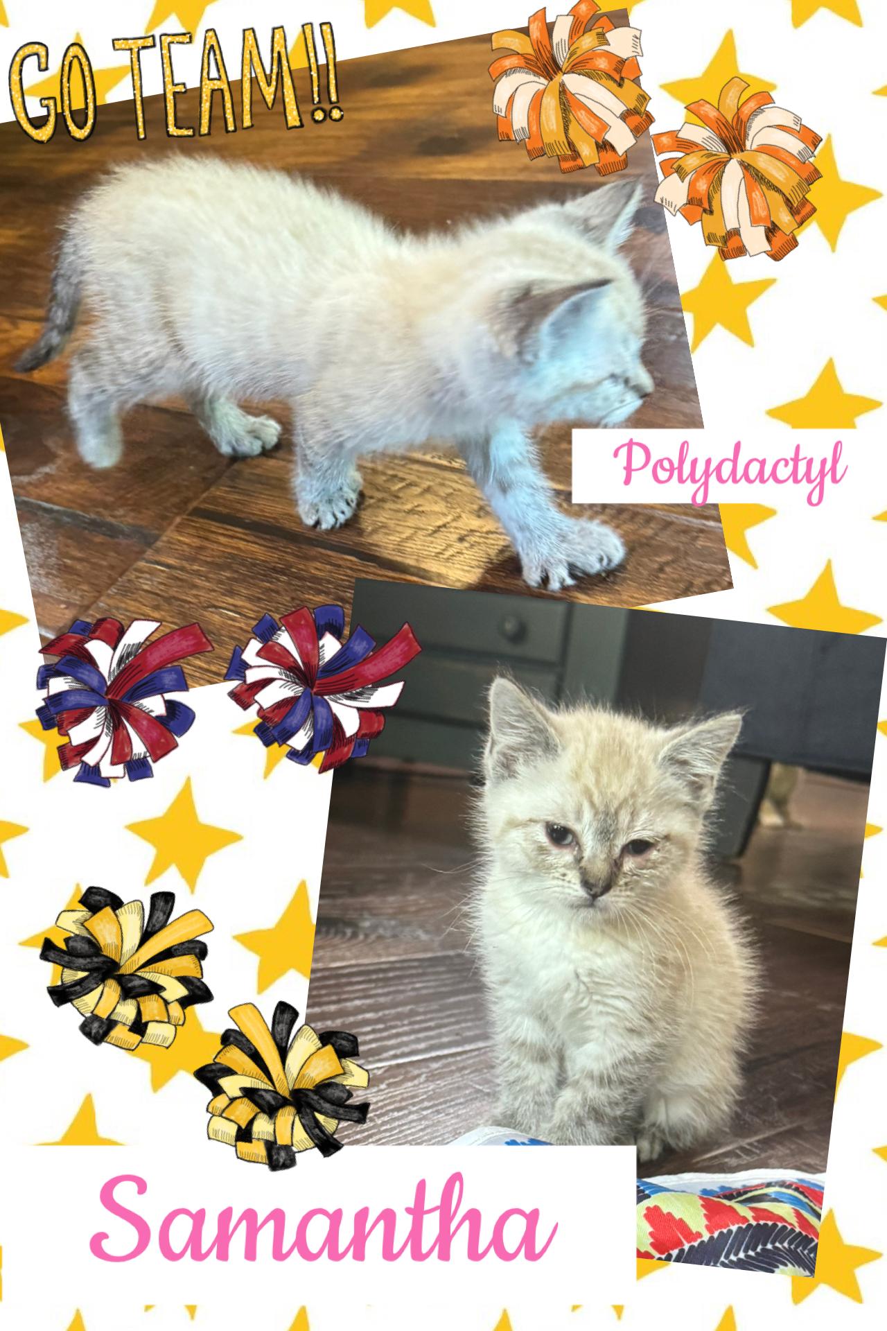 Samantha, Adopted, Kitten Female Extra-Toes Cat / Hemingway Polydactyl & Siamese.