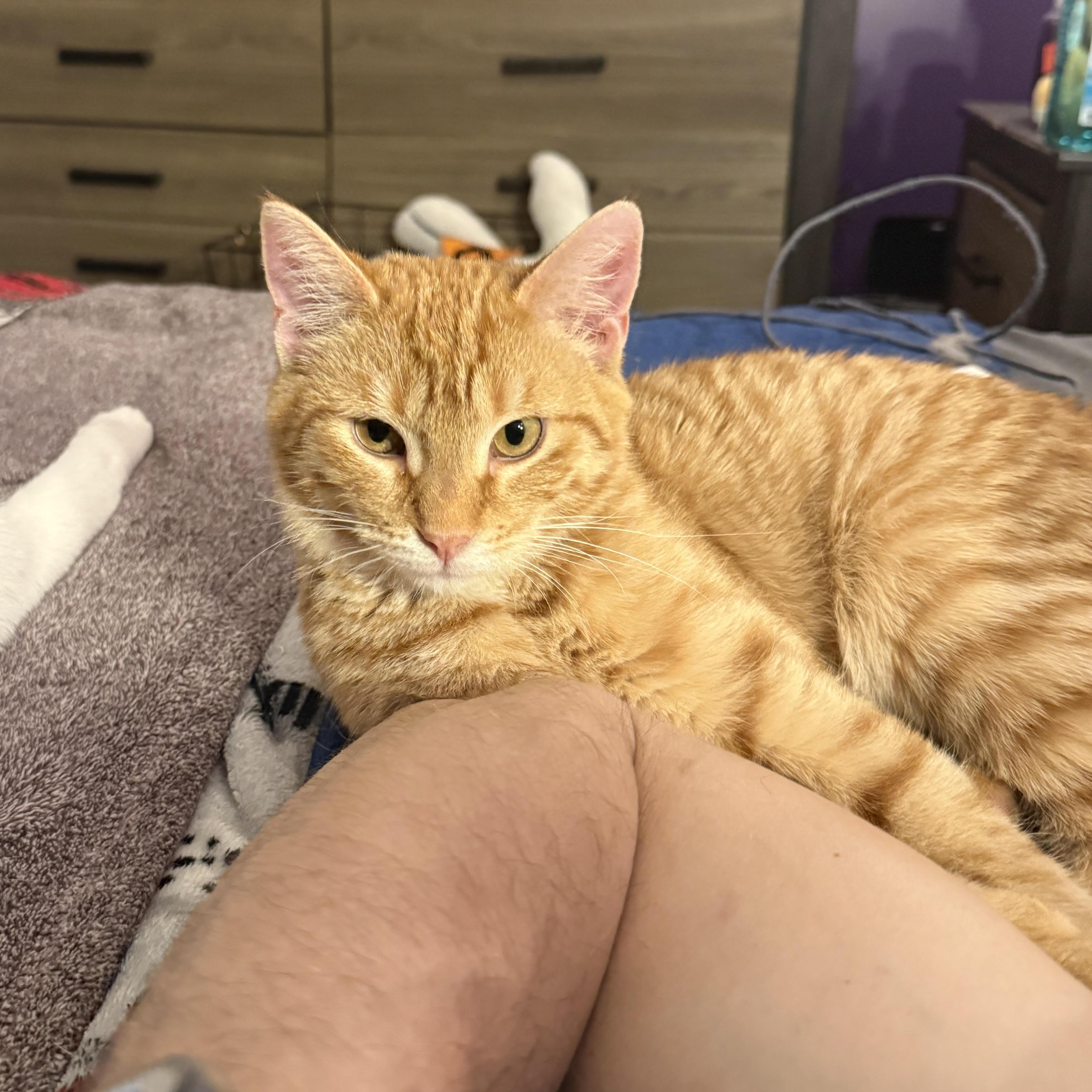 Paddy, a ADOPTABLE mixed breed in Streamwood, IL image 2/4