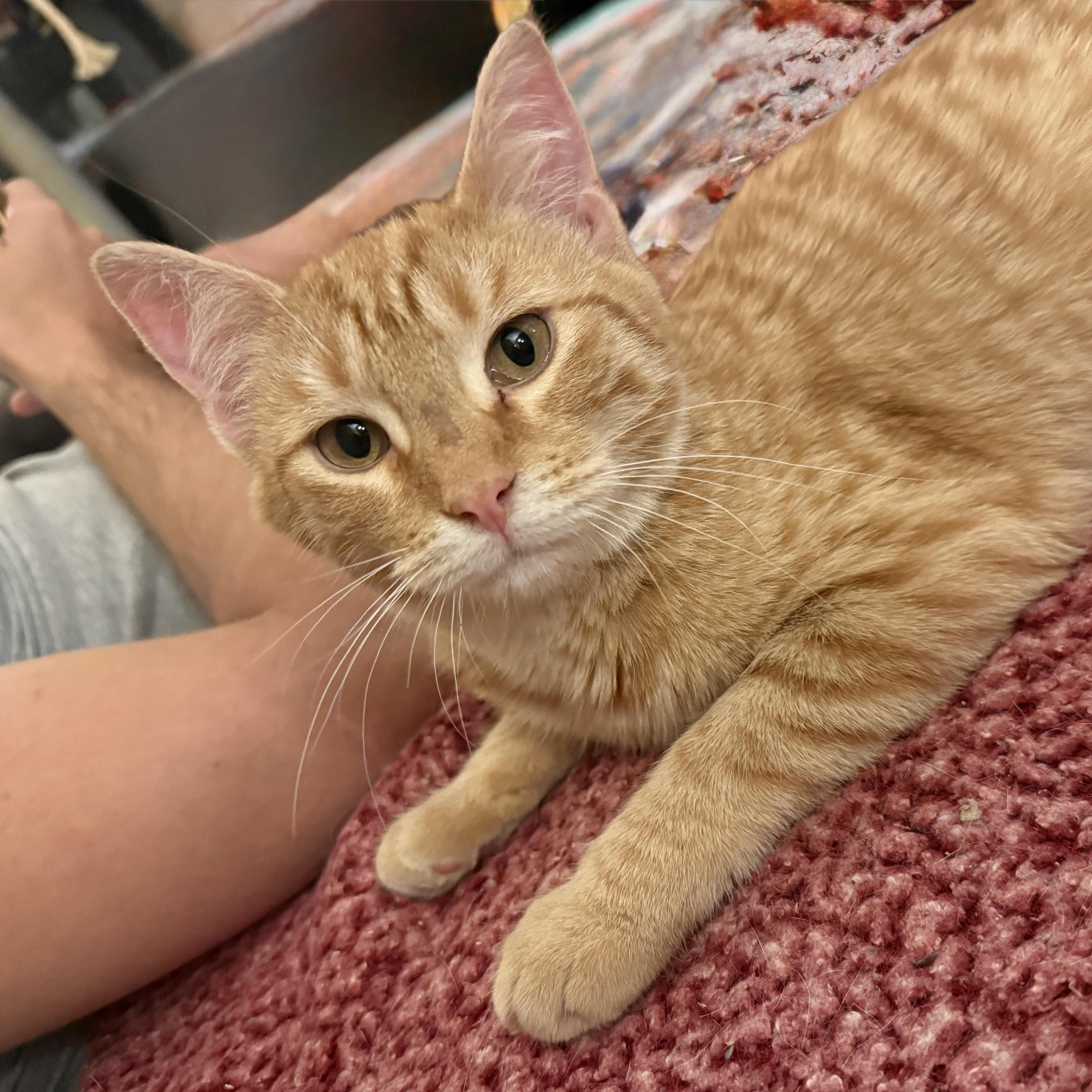 Paddy, a ADOPTABLE mixed breed in Streamwood, IL image 1/4