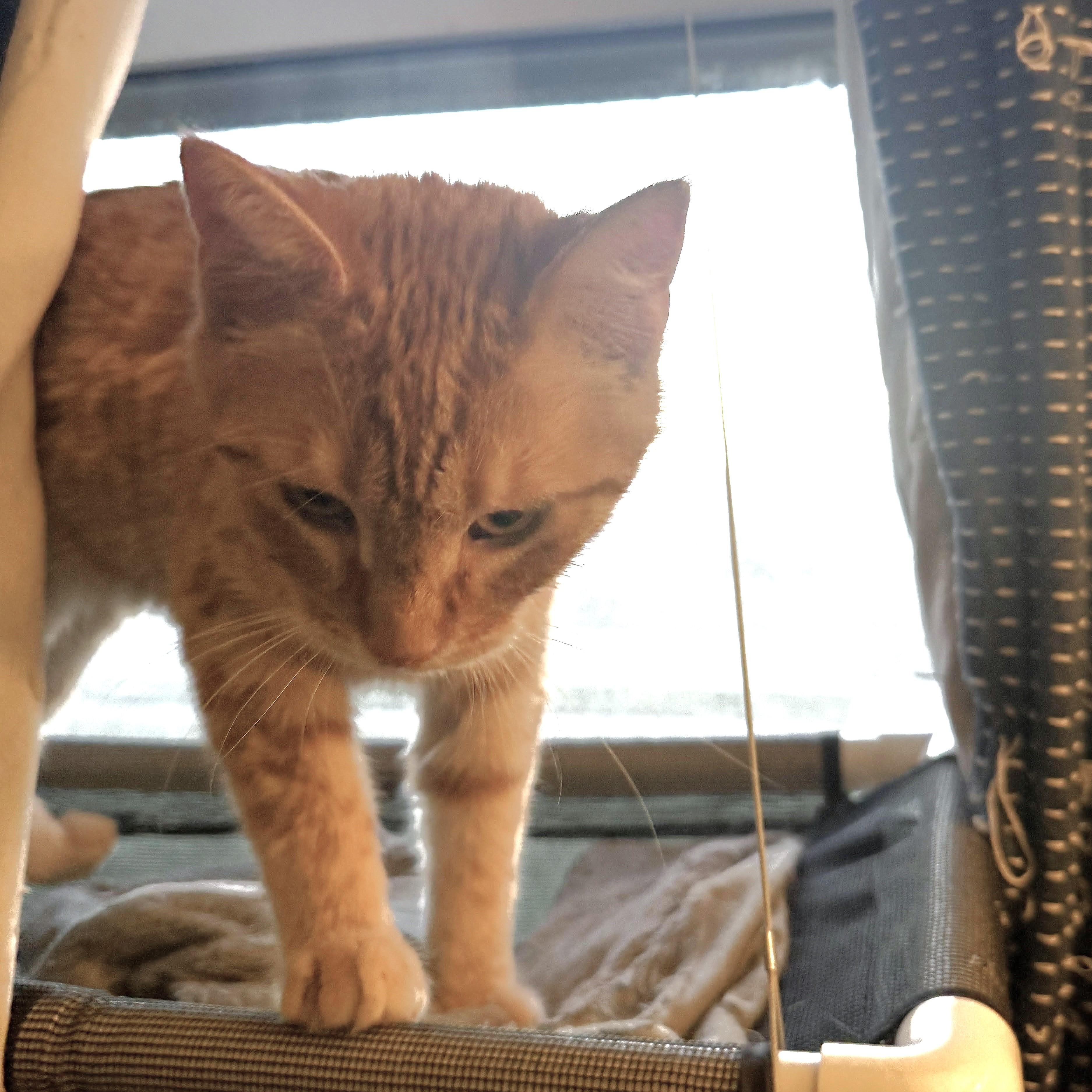 Paddy, a ADOPTABLE mixed breed in Streamwood, IL image 3/4