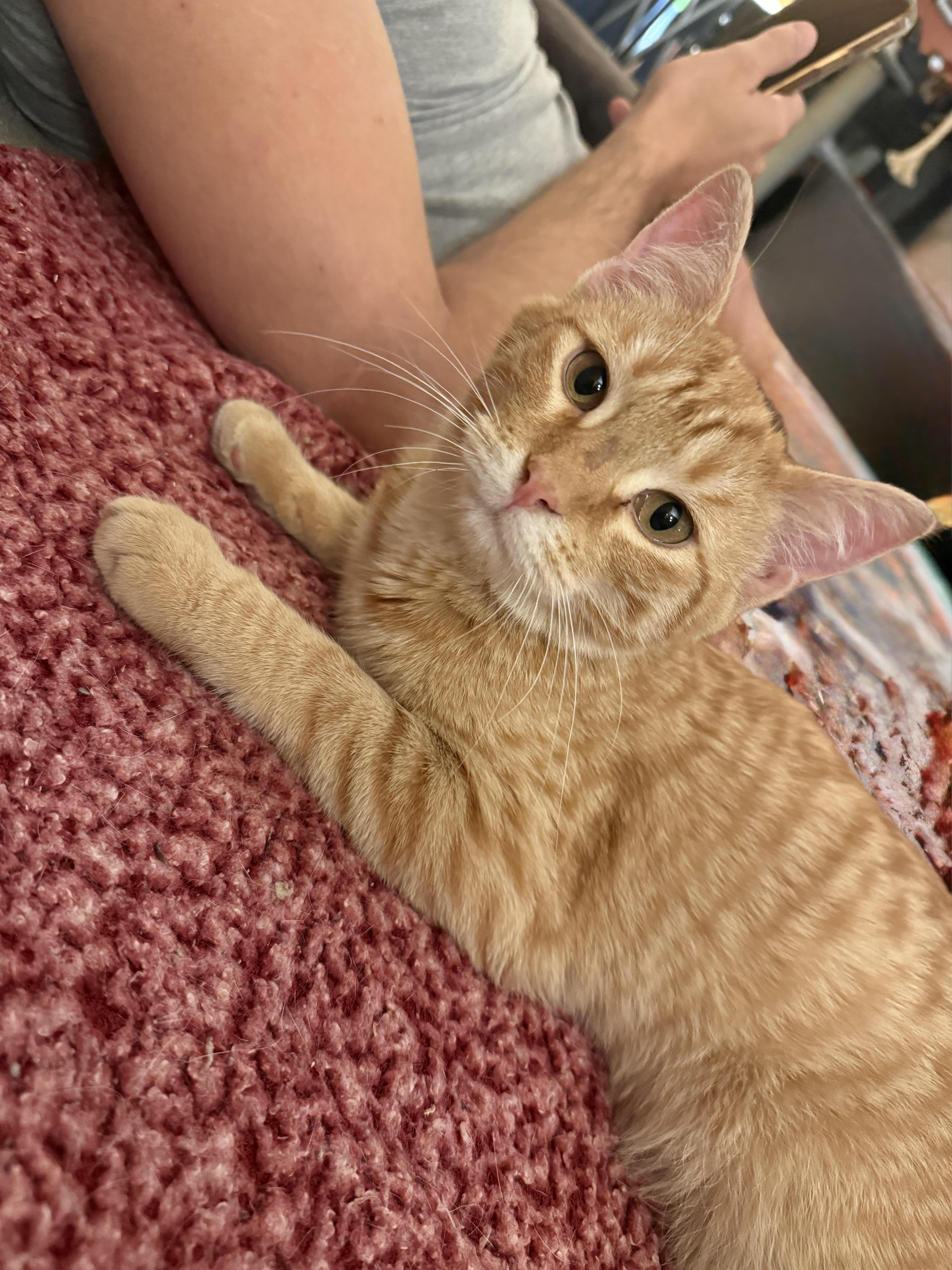 Paddy, a ADOPTABLE mixed breed in Streamwood, IL image 4/4