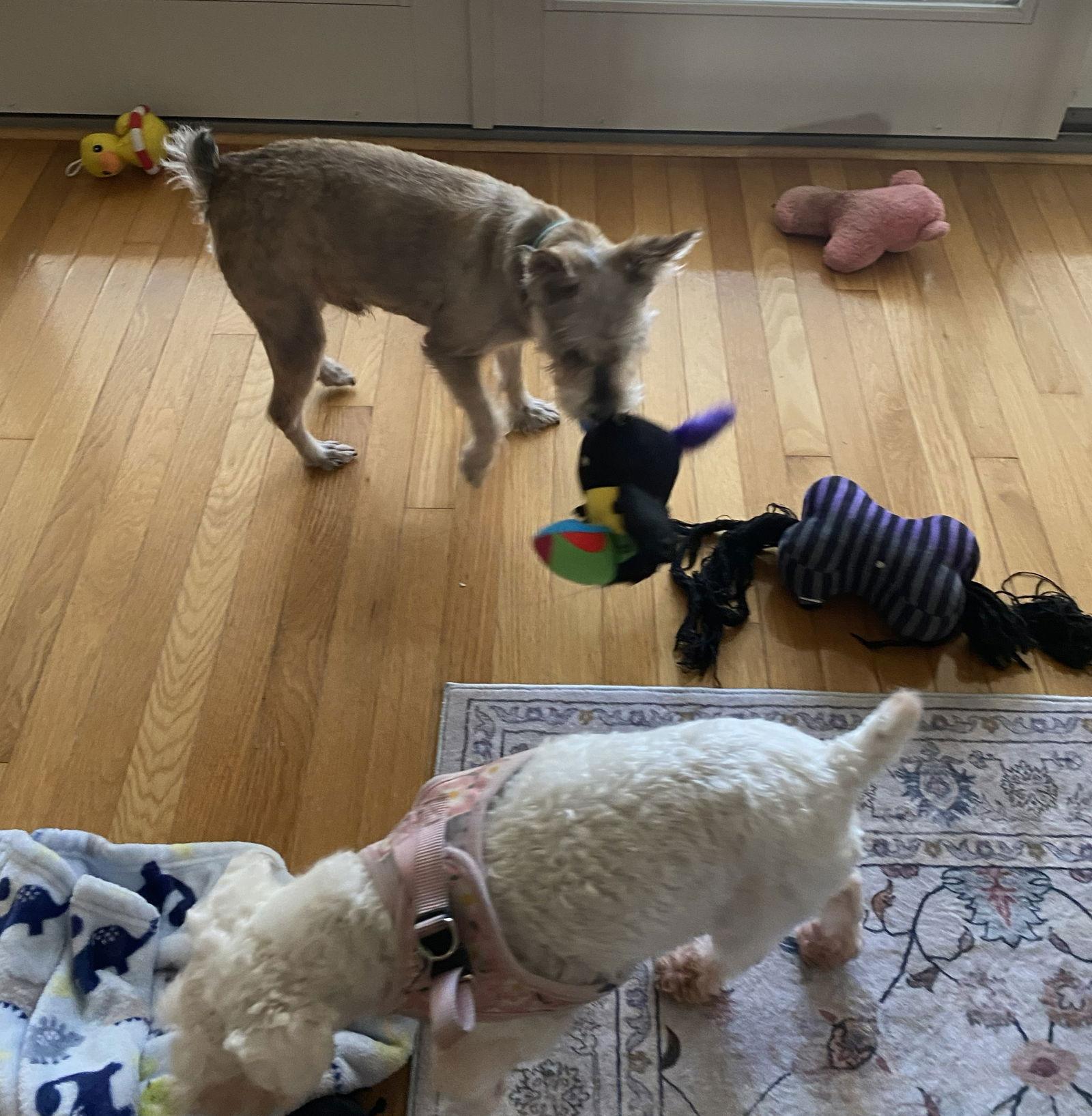 RAMEN (SRC#3612) IN SOUTH CAROLINA, Adoptable, Young Male Schnauzer.