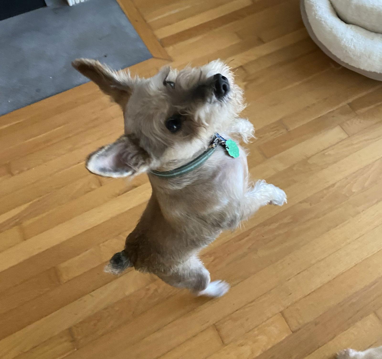 Enlarge RAMEN (SRC#3612) IN SOUTH CAROLINA, a Adoptable Schnauzer in Lenoir, NC image 2/3