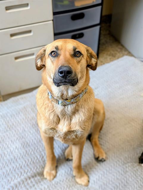 LISA, Adoptable, Young Female Black Mouth Cur & Mixed Breed.