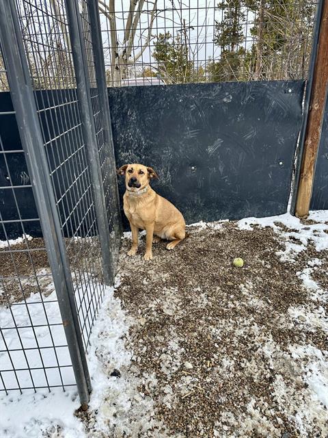 LISA, Adoptable, Adult Female Black Mouth Cur & Mixed Breed.