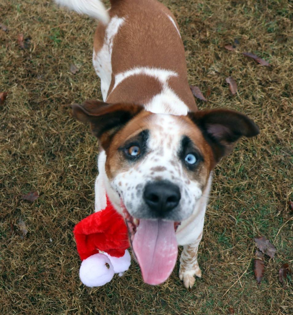 Saul, a Adoptable Mixed Breed in Jonesboro, AR image 1/6