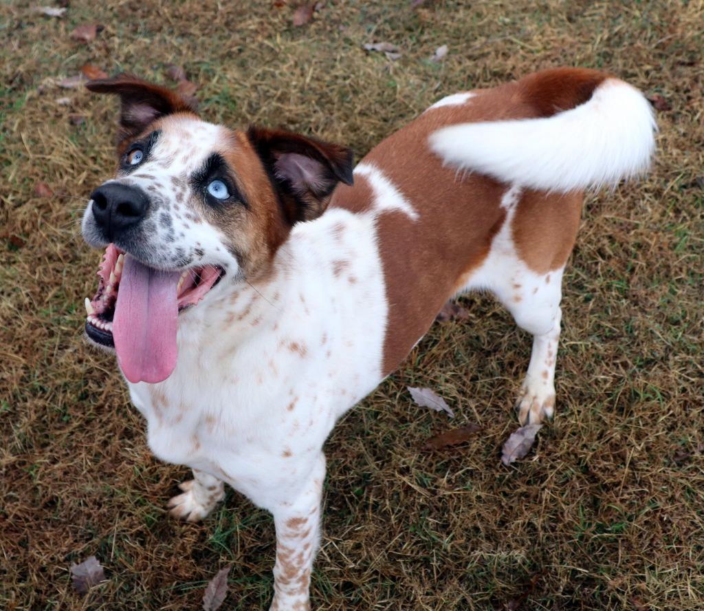 Saul, a Adoptable Mixed Breed in Jonesboro, AR image 2/6