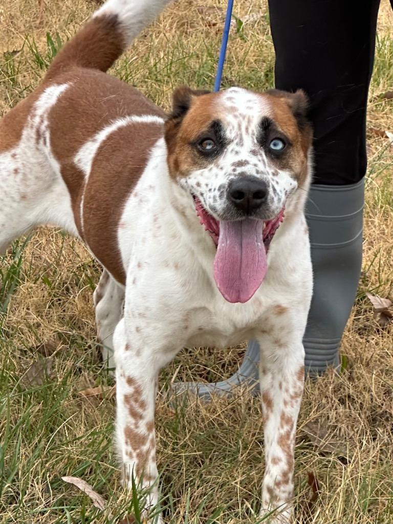 Saul, a Adoptable Mixed Breed in Jonesboro, AR image 3/6