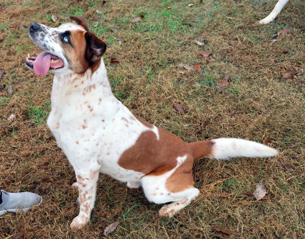 Saul, a Adoptable Mixed Breed in Jonesboro, AR image 4/6
