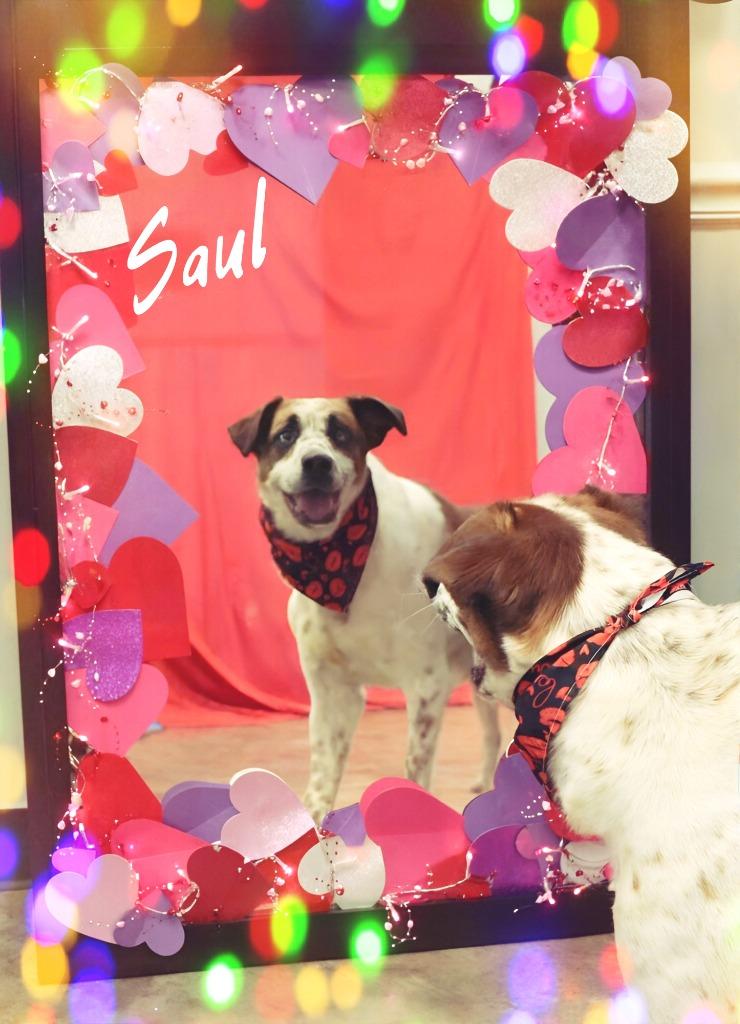 Saul, a Adoptable Mixed Breed in Jonesboro, AR image 5/6