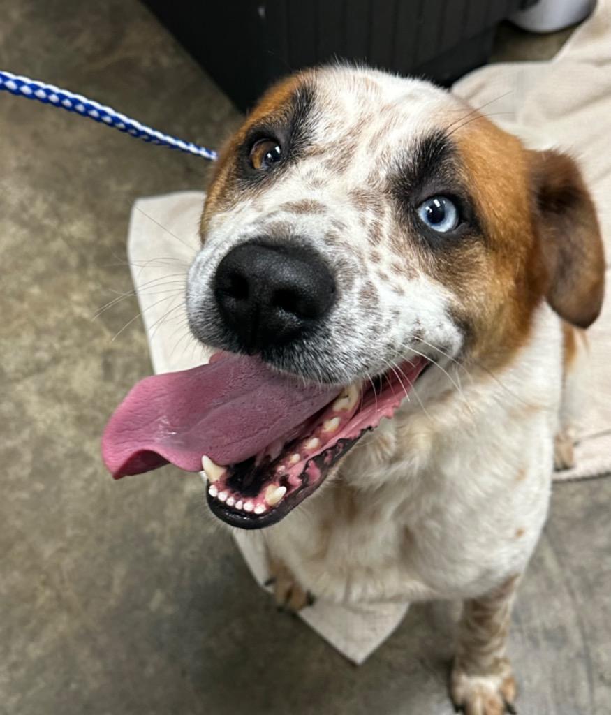 Saul, a Adoptable Mixed Breed in Jonesboro, AR image 6/6