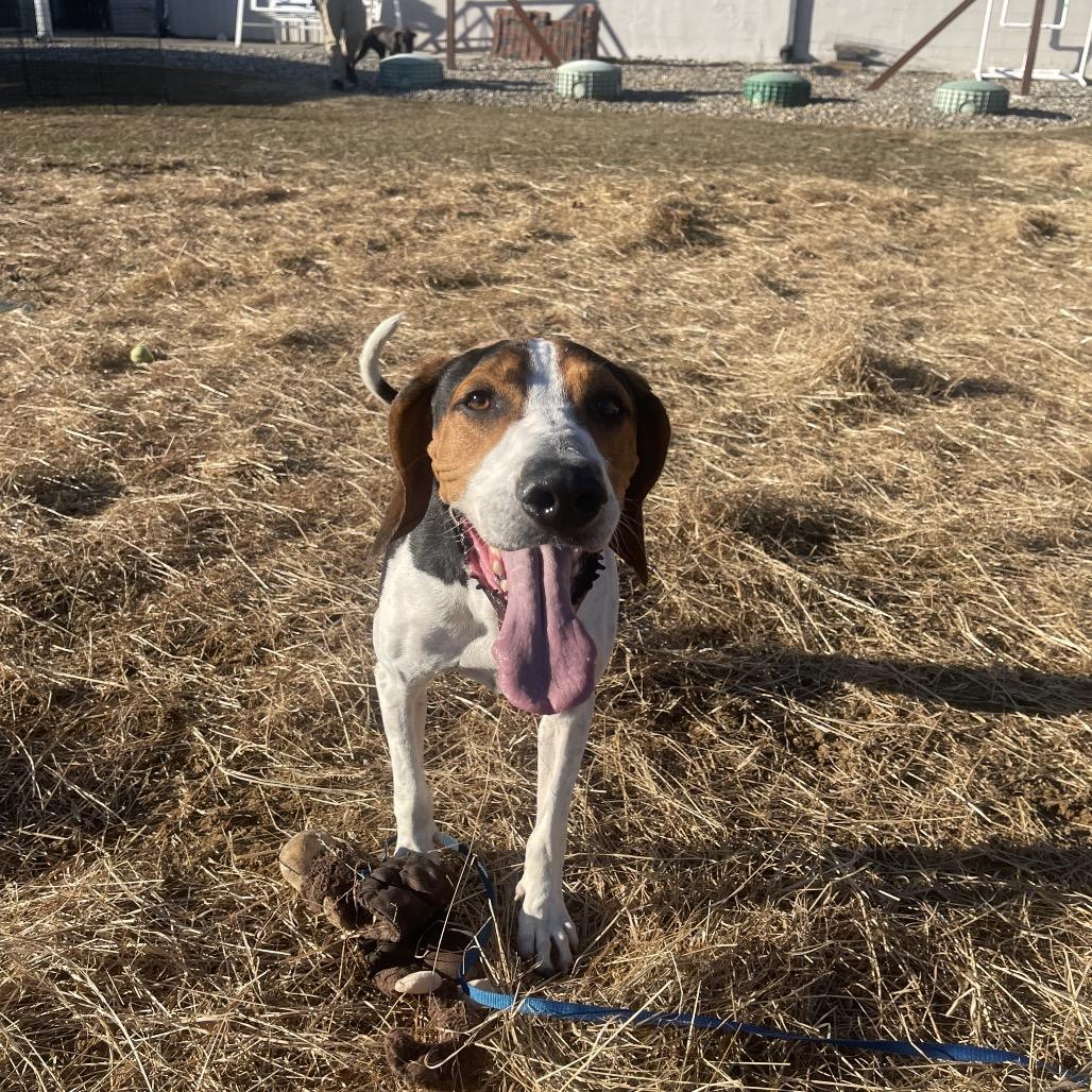 Cletus, Adoptable, Adult Male Treeing Walker Coonhound.