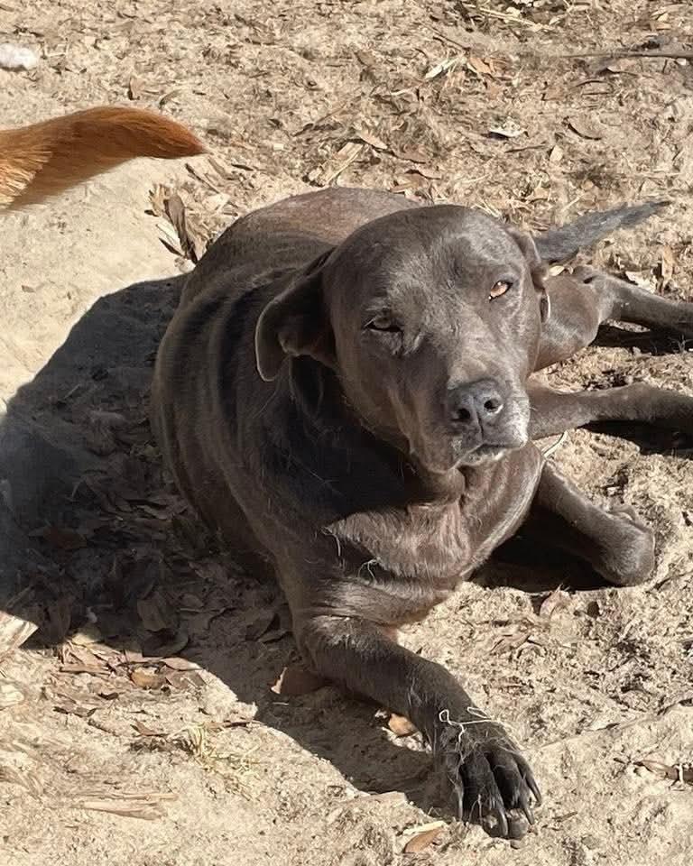 Enlarge Novaleigh, a Adoptable mixed breed in Marianna, FL image 1/1