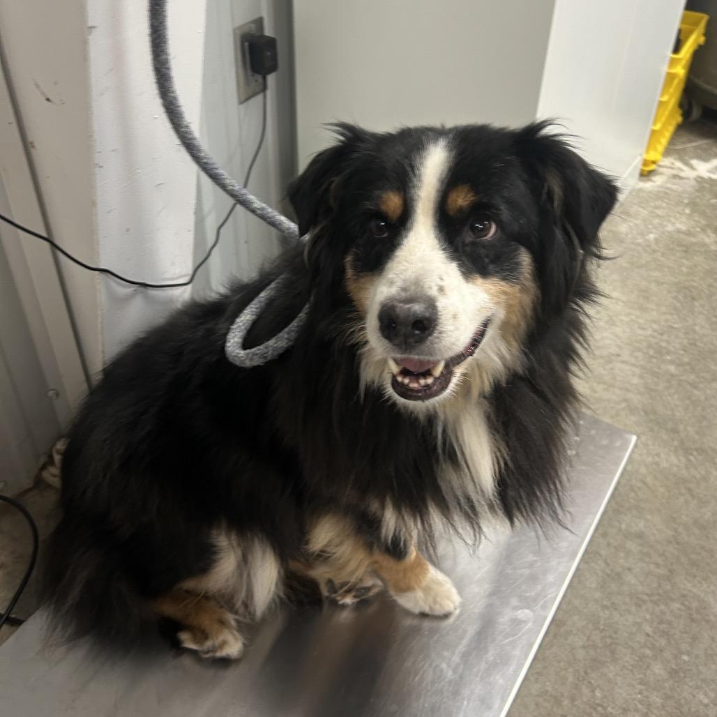 Enlarge Brows, a Adoptable Australian Shepherd in Emporia, KS image 1/1