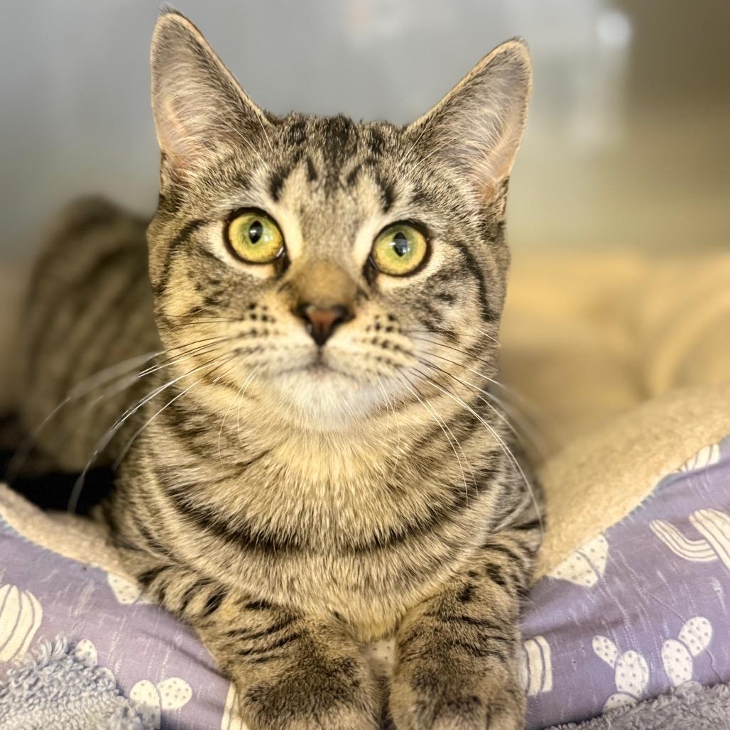 Delta, Adoptable, Kitten Female Domestic Short Hair.