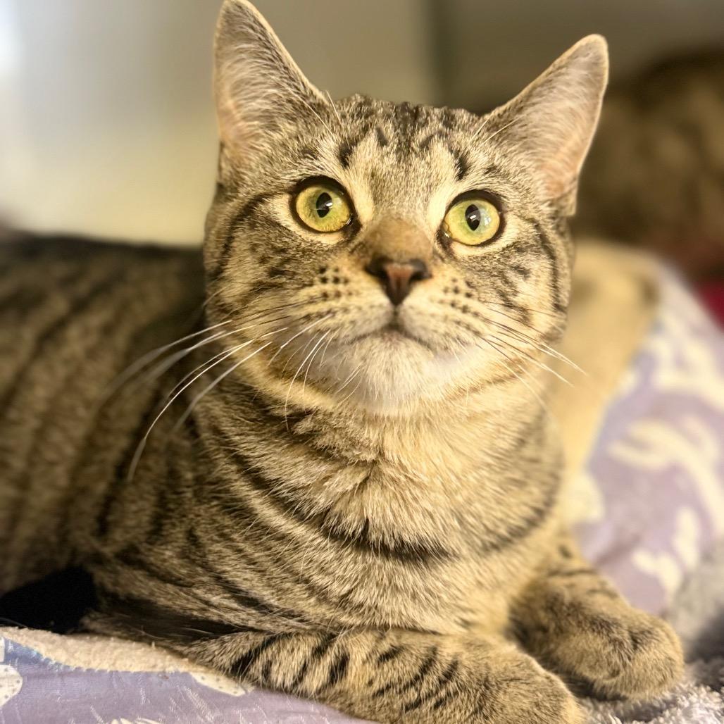 Enlarge Delta, a Adoptable Domestic Short Hair in Ridgely, MD image 3/5
