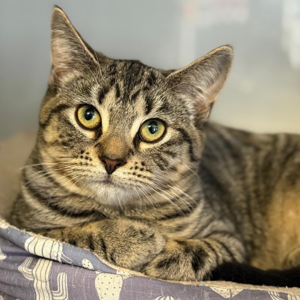 Enlarge Delta, a Adoptable Domestic Short Hair in Ridgely, MD image 4/5