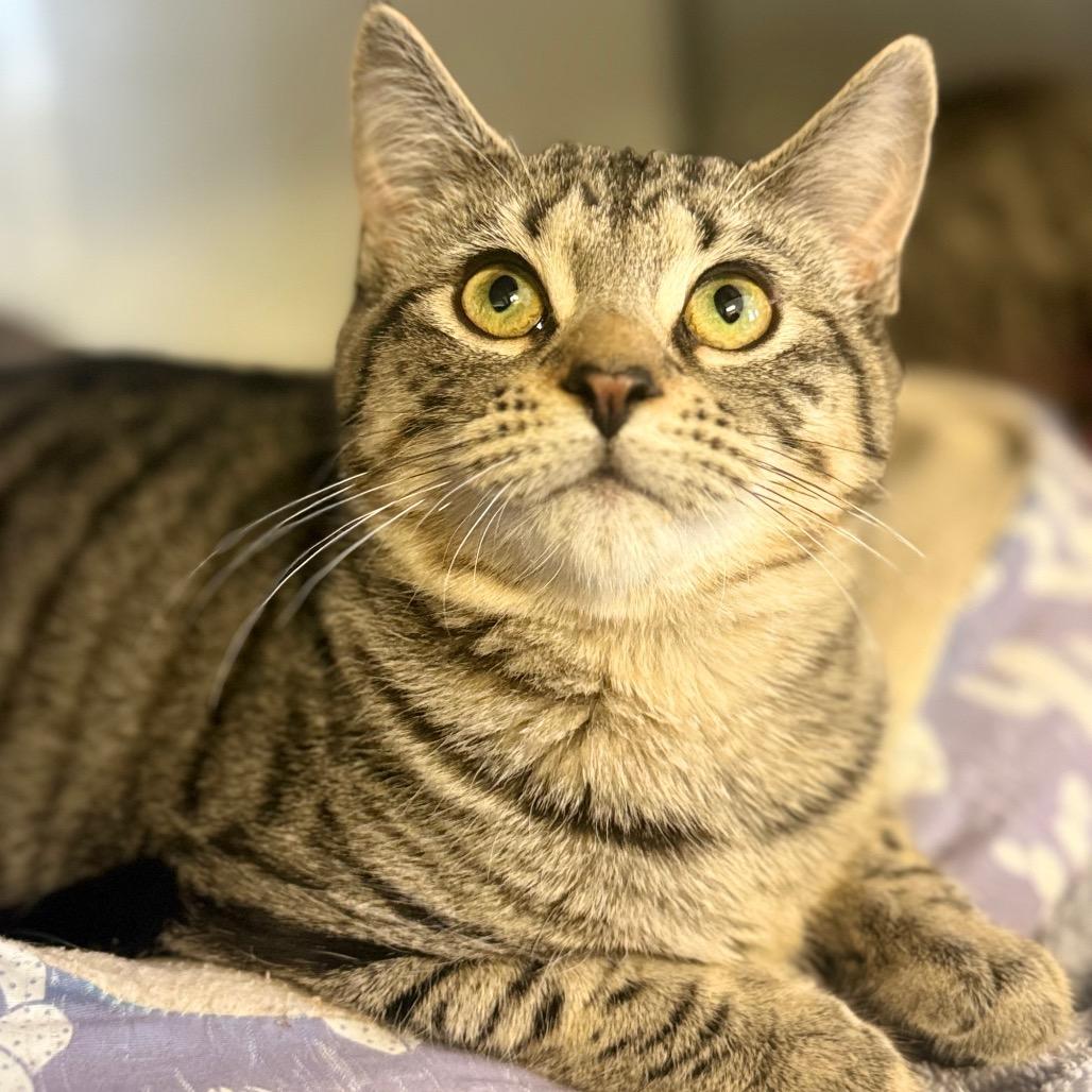 Enlarge Delta, a Adoptable Domestic Short Hair in Ridgely, MD image 5/5