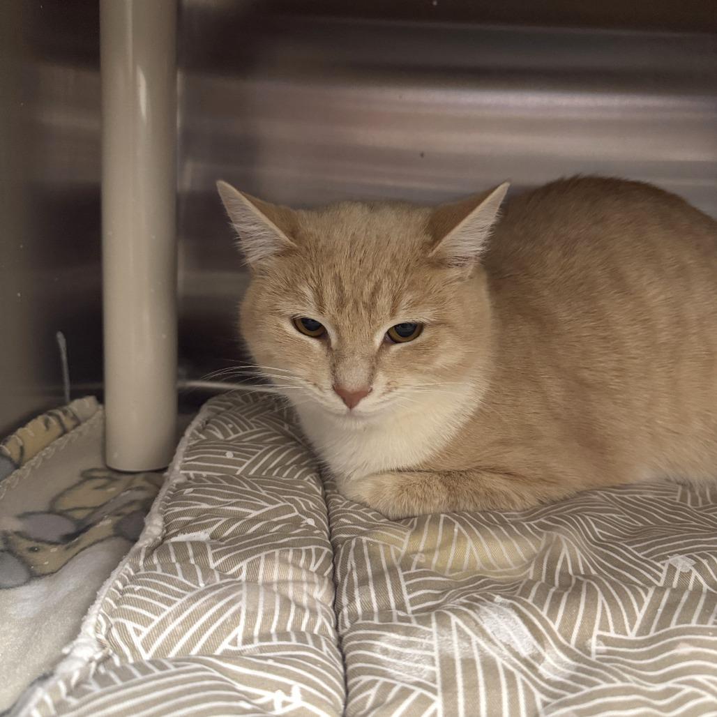 Newton, Adoptable, Young Male Domestic Short Hair.