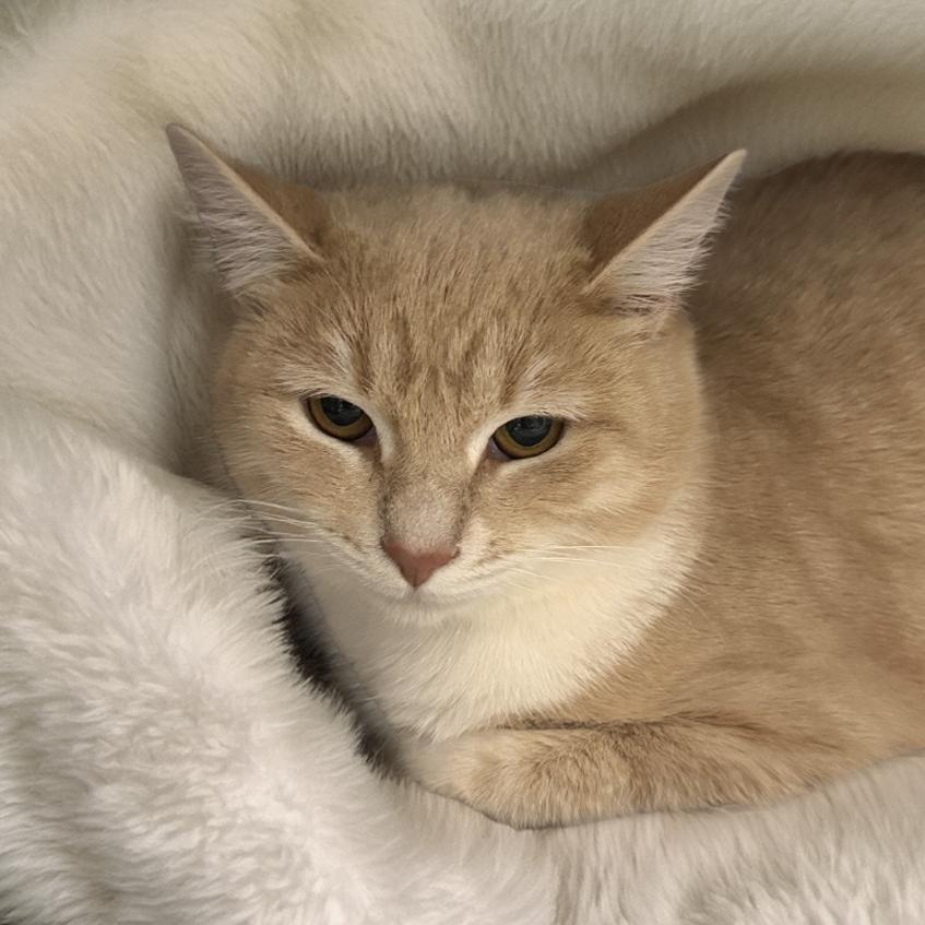Enlarge Newton, a Adoptable Domestic Short Hair in Gainesville, GA image 2/2