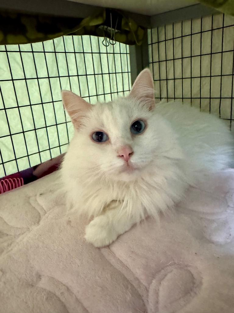 Cherrie, a Adoptable mixed breed in Grants Pass, OR image 1/3