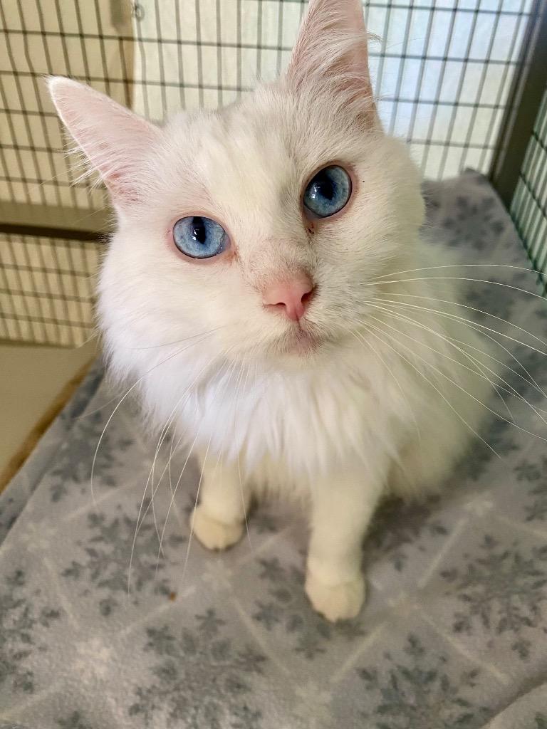 Cherrie, a Adoptable mixed breed in Grants Pass, OR image 2/3